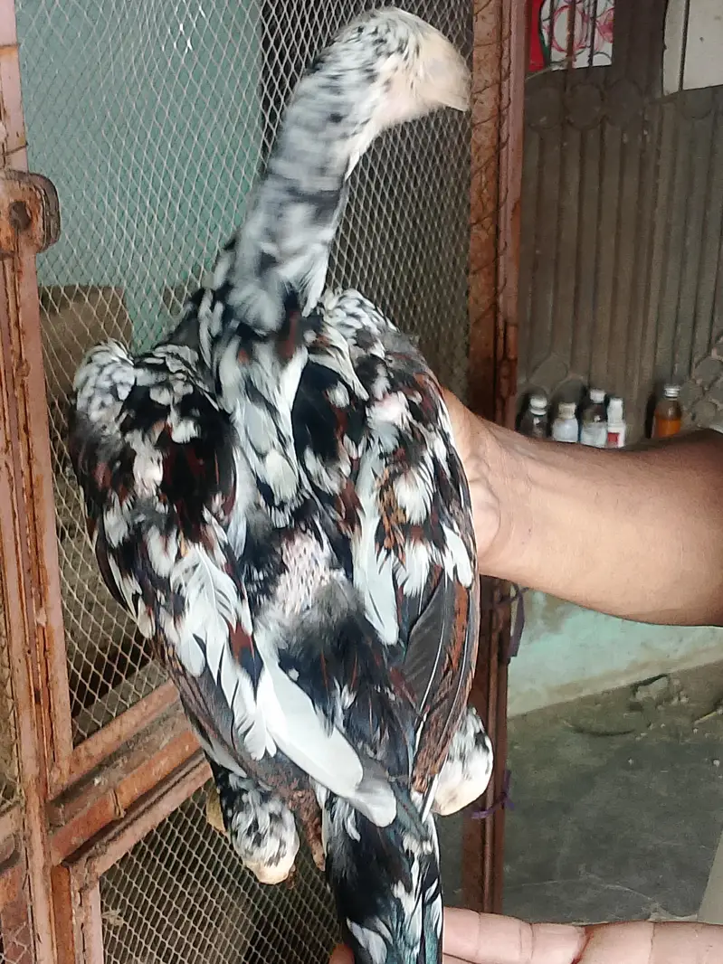 aseel cheena amroha pattha — photo 7