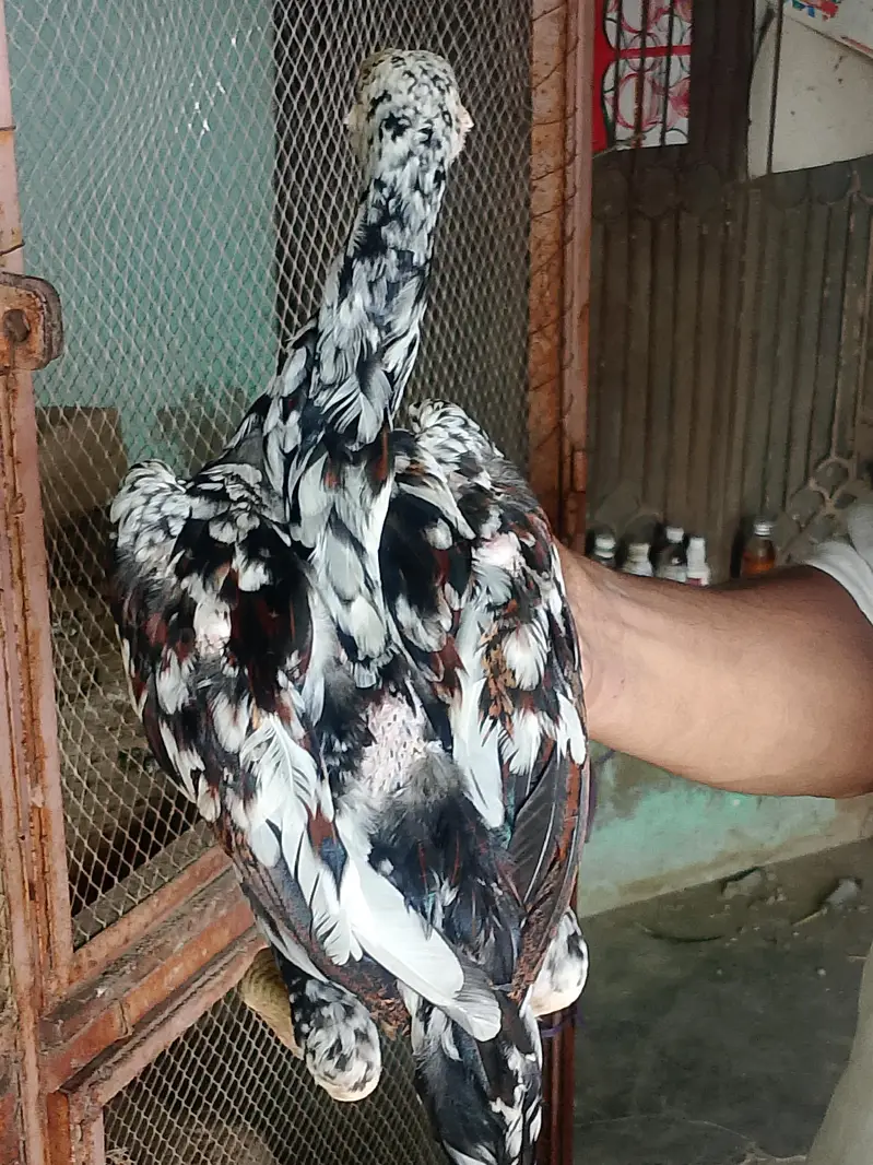 aseel cheena amroha pattha — photo 8