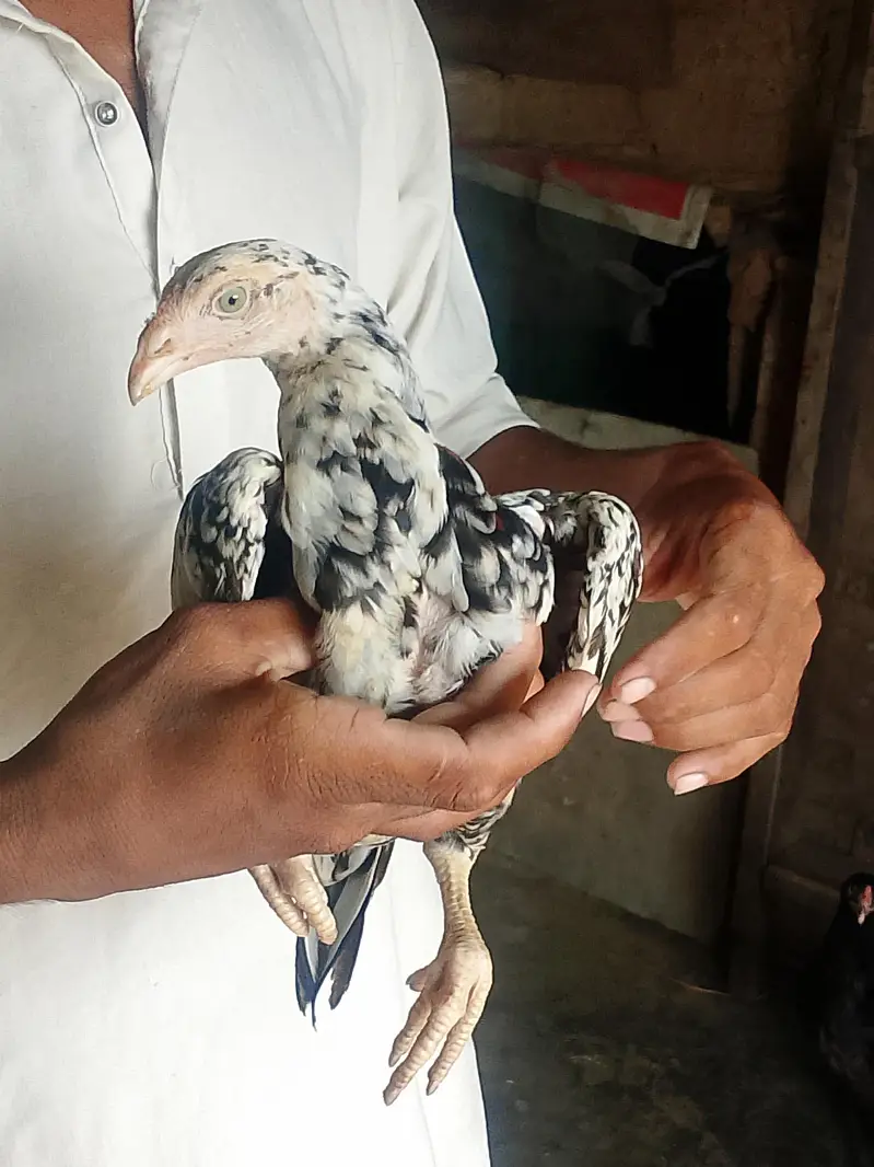 aseel cheena amroha pattha — photo 9
