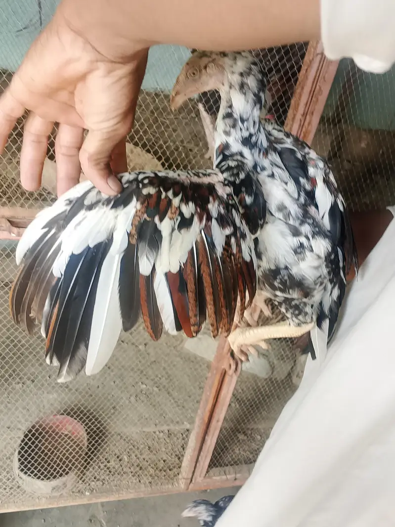 aseel cheena amroha pattha — photo 10