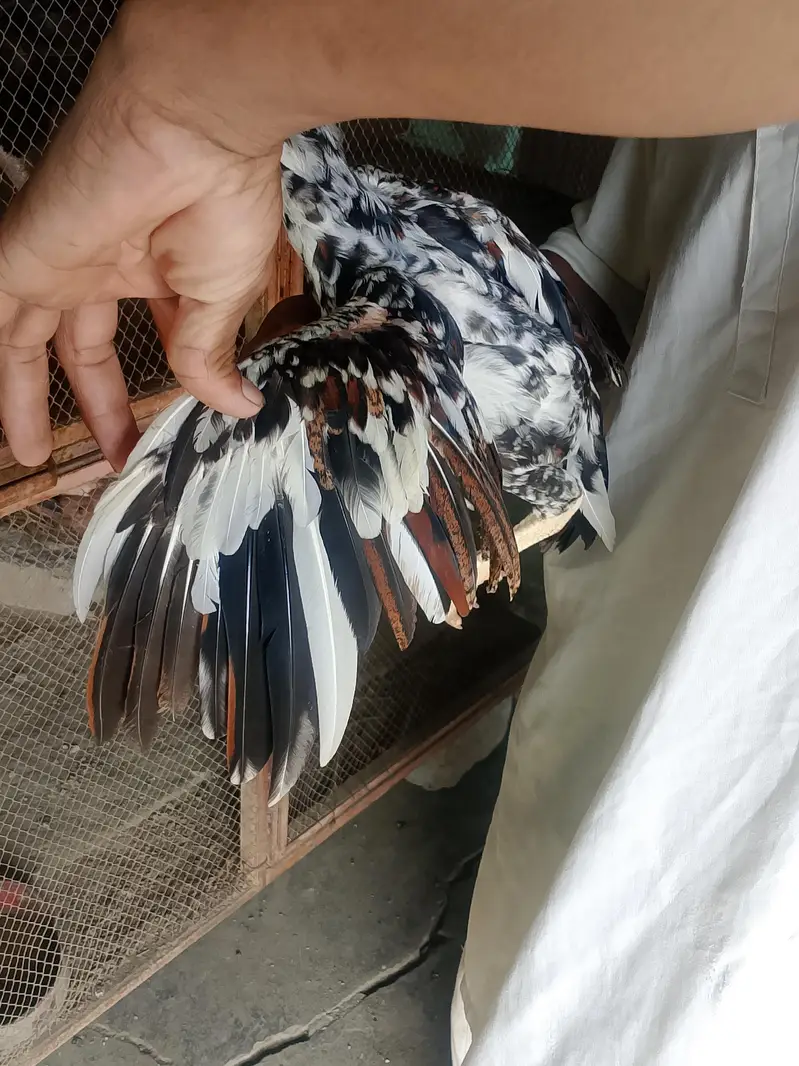 aseel cheena amroha pattha — photo 11