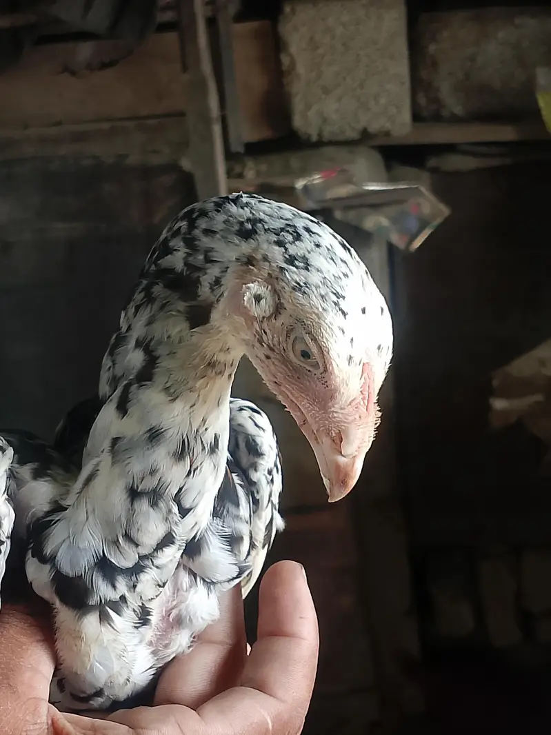 aseel cheena amroha pattha — photo 12