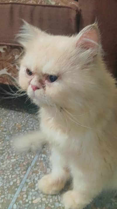 Triple coat punch faced adult male cat for mating not for sale