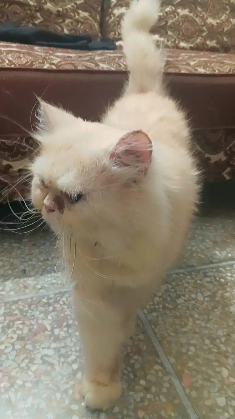 Triple coat punch faced adult male cat for mating not for sale — photo 2