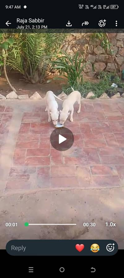 Dogss