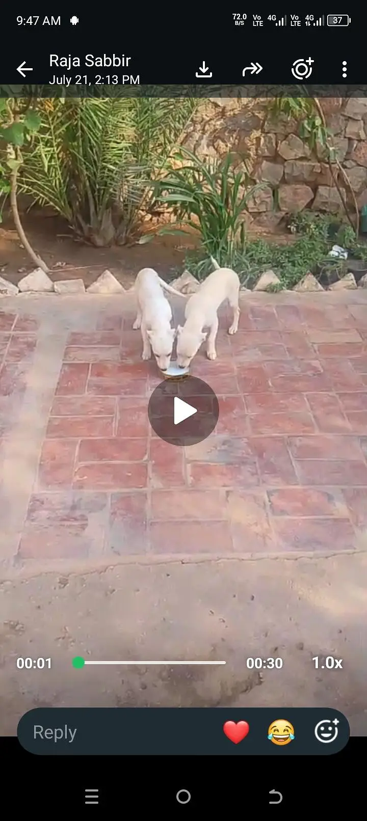 Dogss