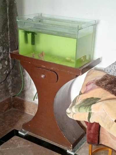Aquarium with table stand and water filter for sale