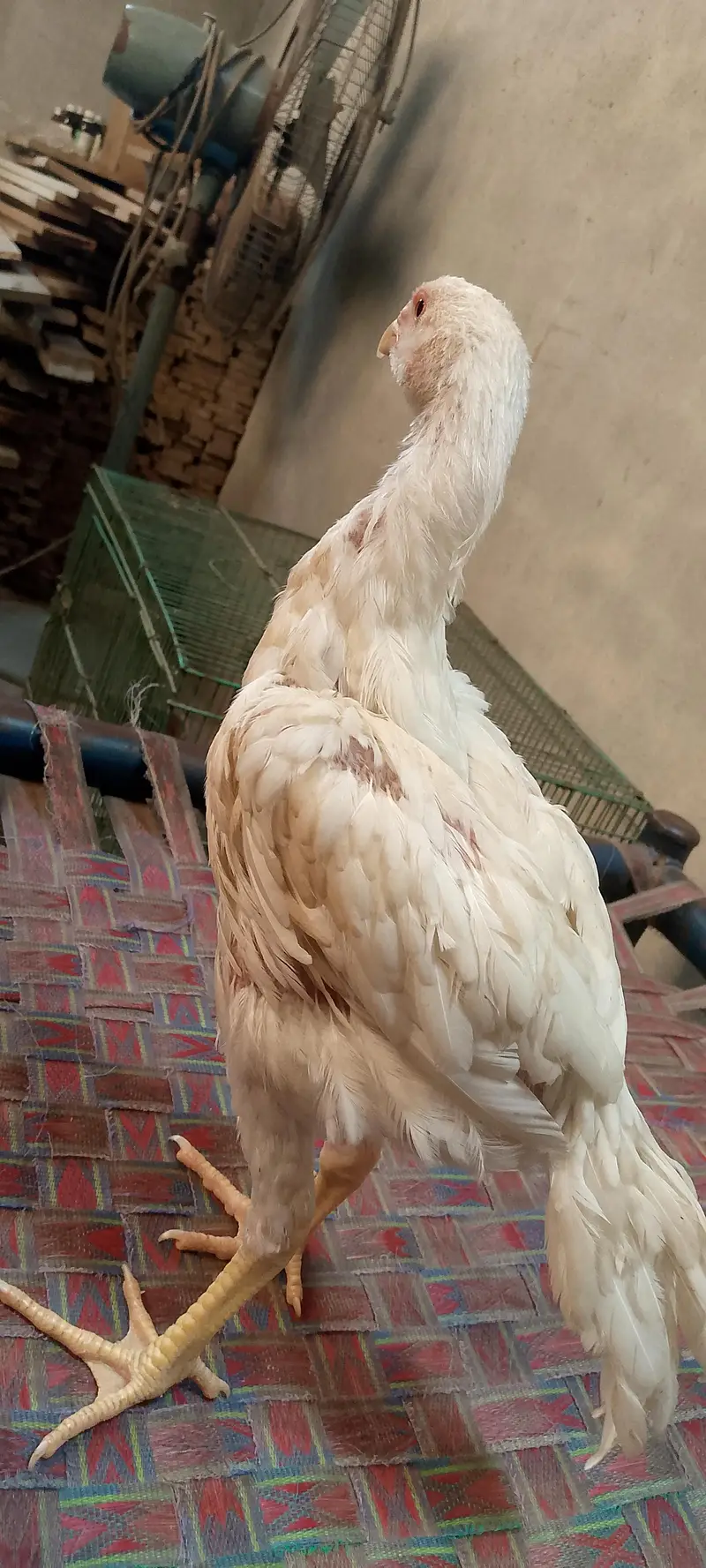 King shamo/high quality shamo/white shamo/high quality aseel — photo 3