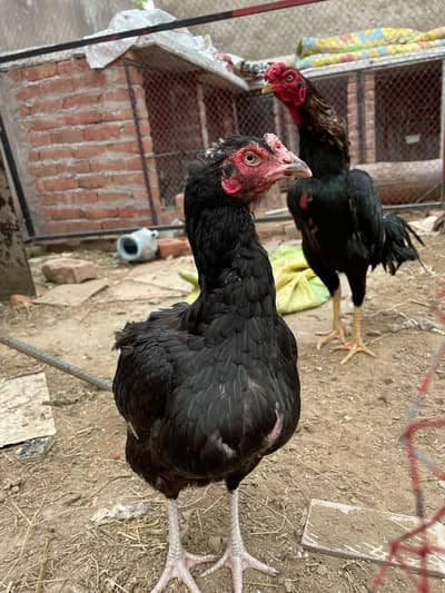 Healthy love bird breeding pair