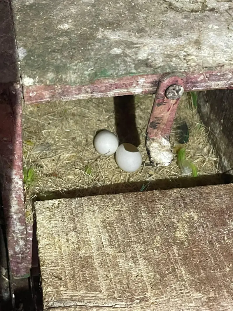 Healthy love bird breeding pair — photo 3