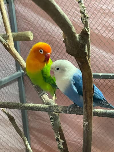 Healthy love bird breeding pair