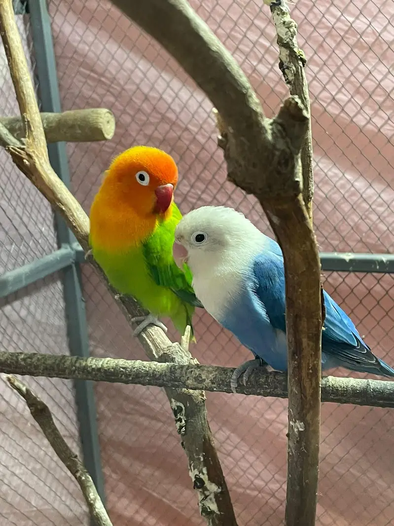 Healthy love bird breeding pair — photo 4