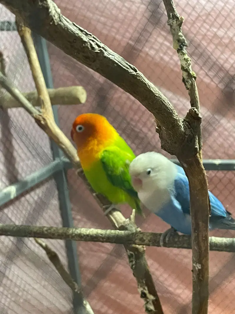 Healthy love bird breeding pair — photo 5