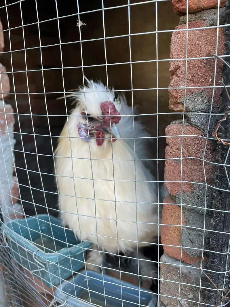 Healthy love bird breeding pair — photo 7
