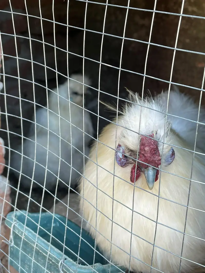 Healthy love bird breeding pair — photo 8