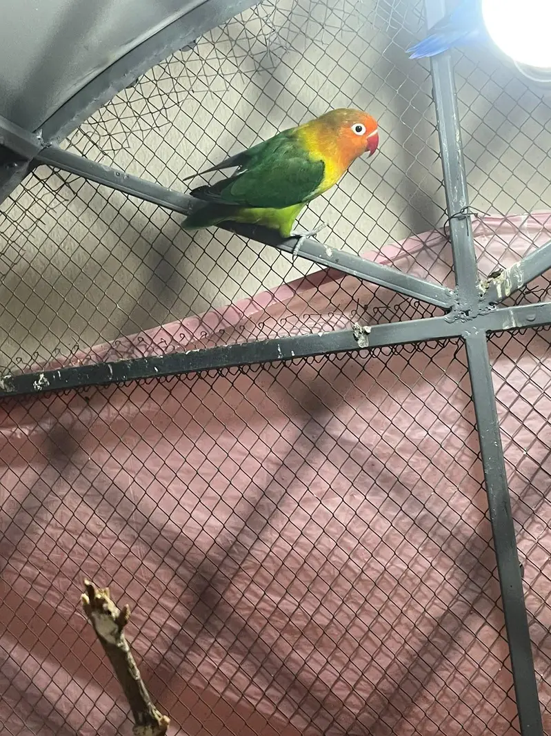 Healthy love bird breeding pair — photo 11