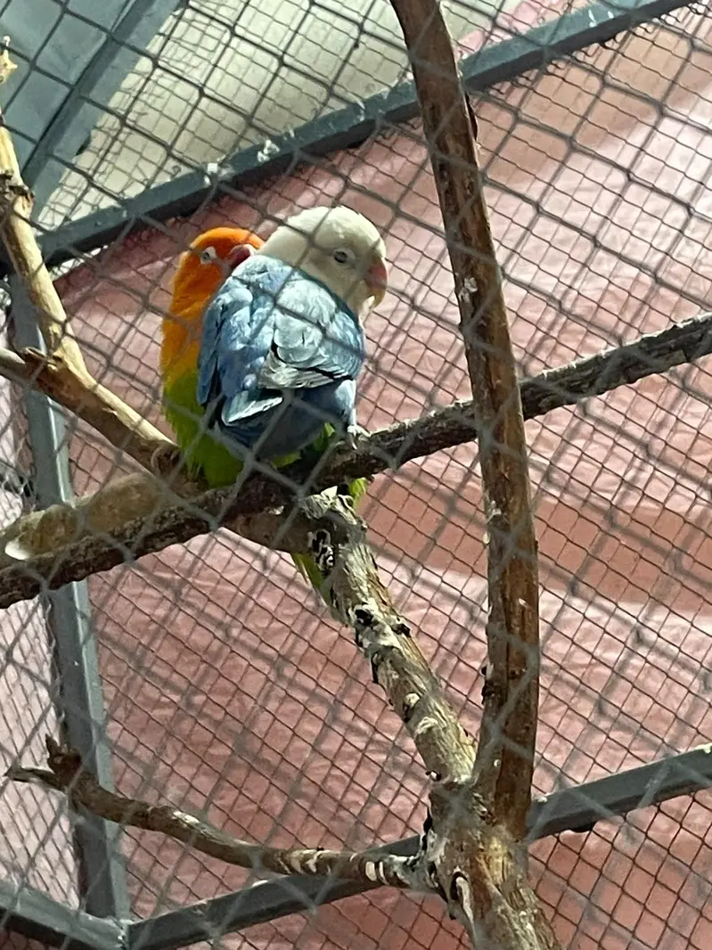 Healthy love bird breeding pair — photo 12