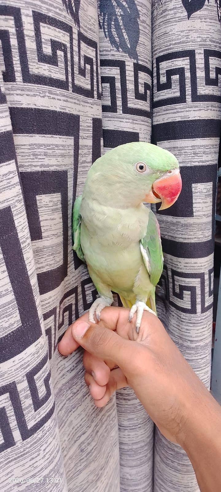 Raw Parrot 0