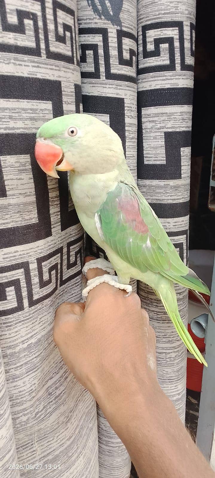 Raw Parrot 1