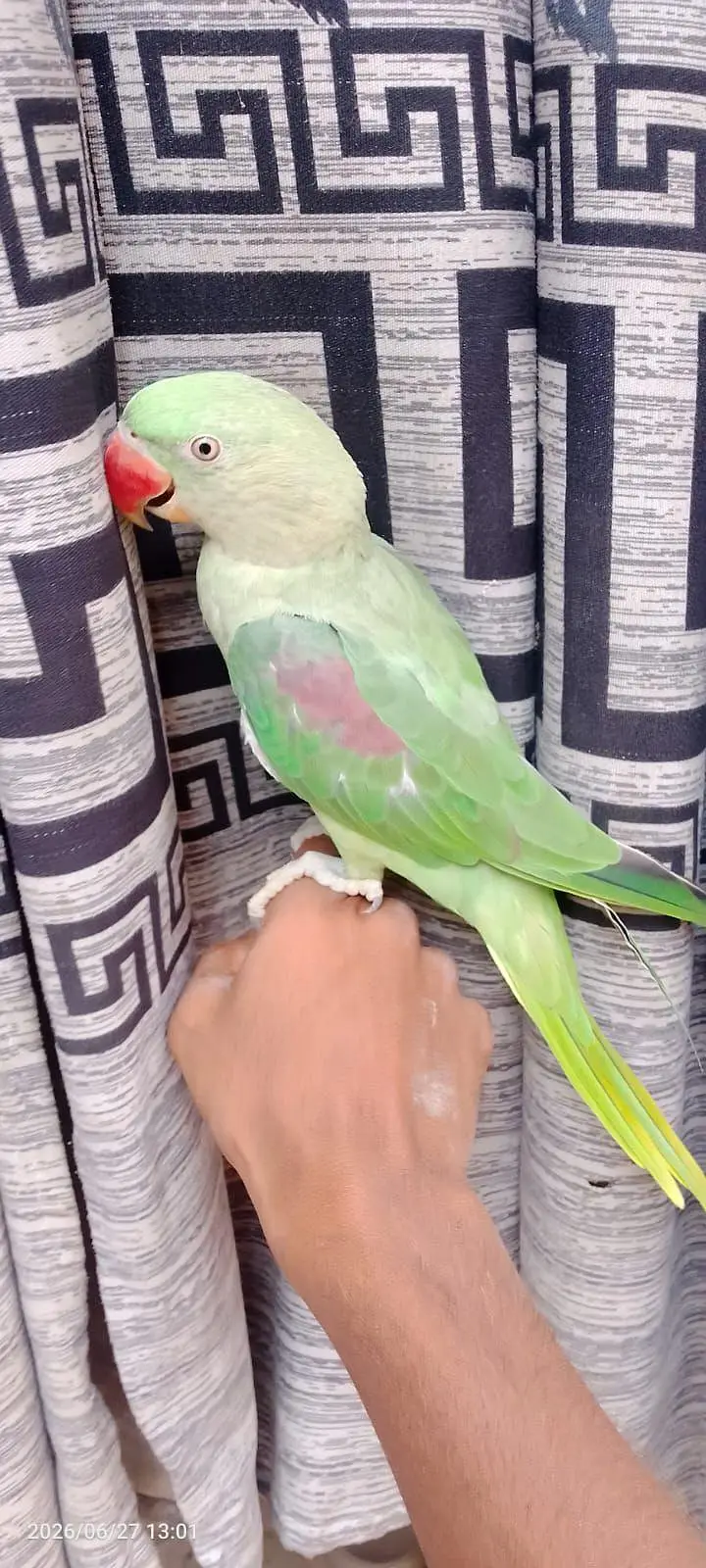 Raw Parrot — photo 3