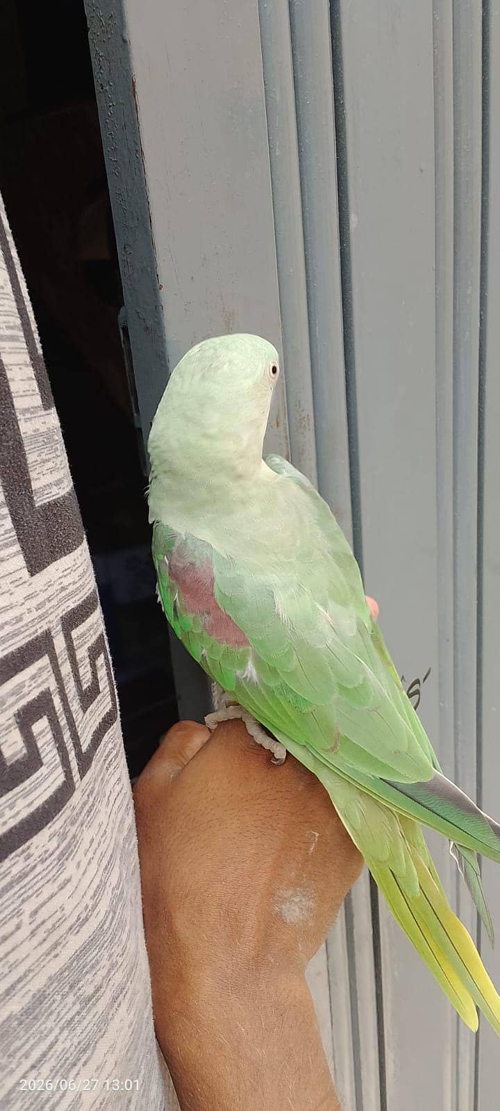 Raw Parrot 3