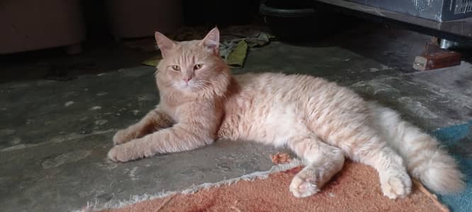 Persian cat male