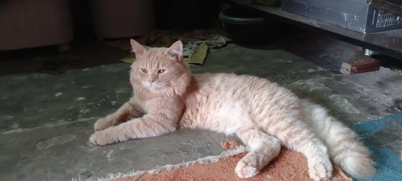 Persian cat male — photo 2