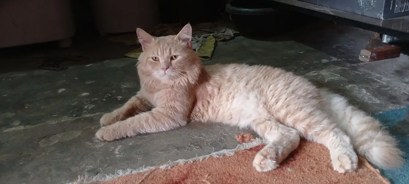 Persian cat male — photo 3