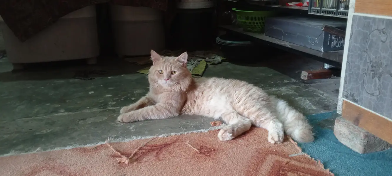 Persian cat male — photo 4