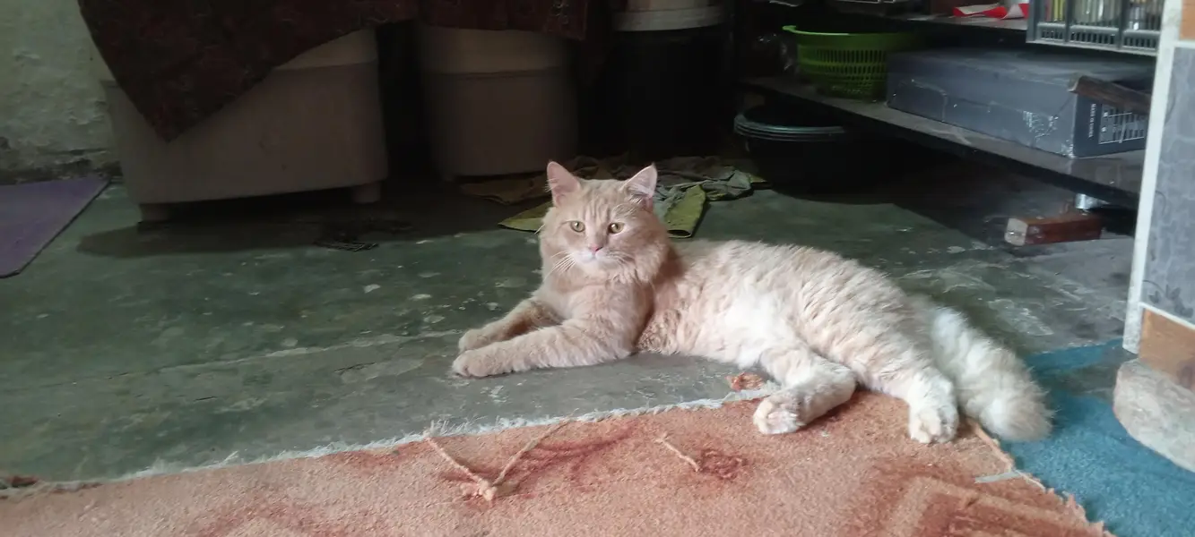 Persian cat male — photo 5