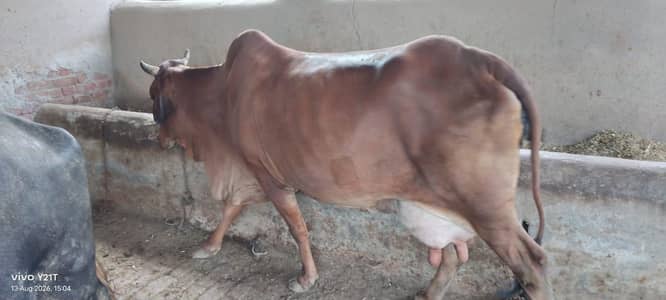 Sahiwal Dairy cow for sale