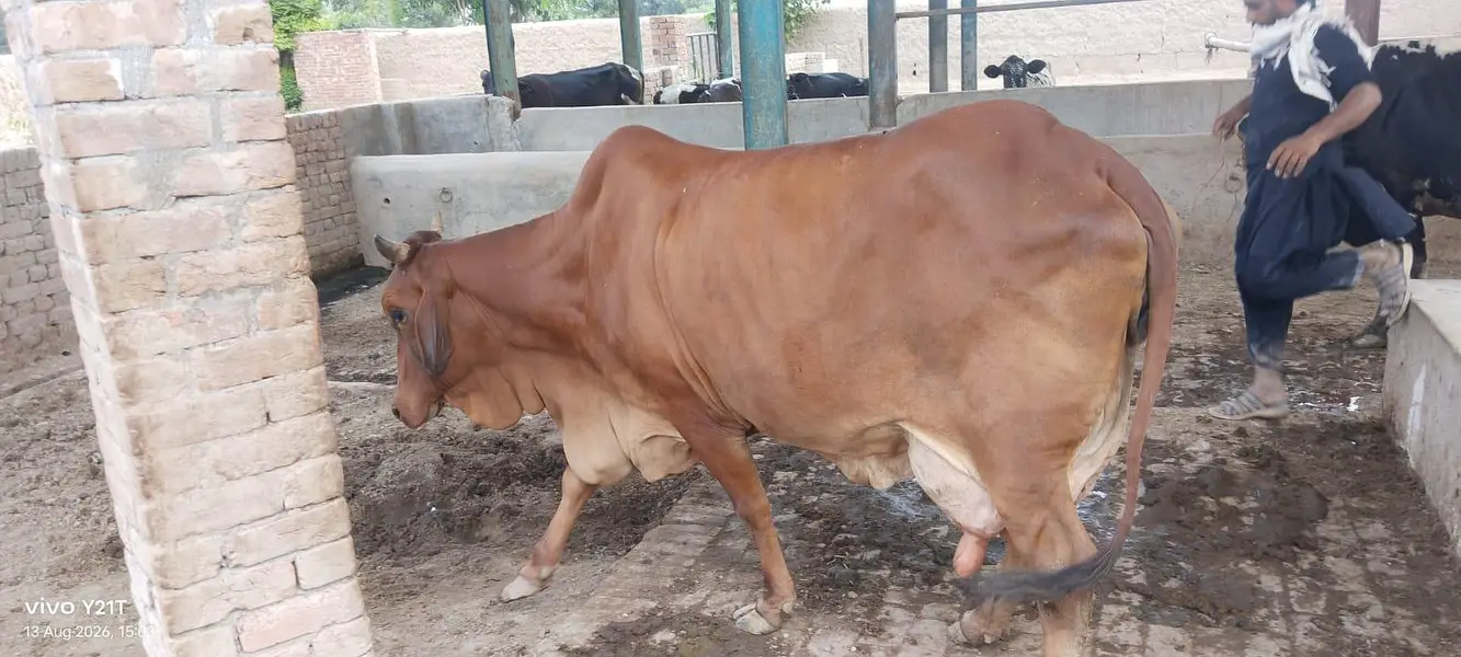 Sahiwal Dairy cow for sale — photo 2