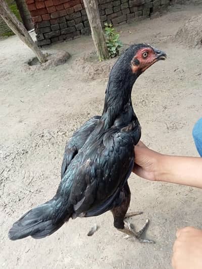olx user best offer