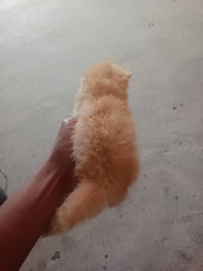 For sale