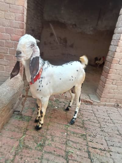 makkhi cheena and Muhammad puri kala daba