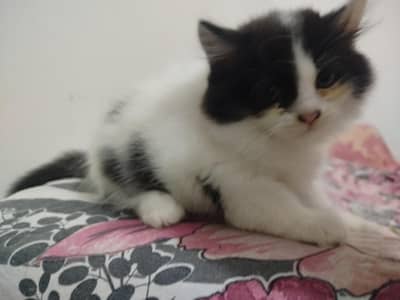 Black n white beautiful Persian kittens for sale