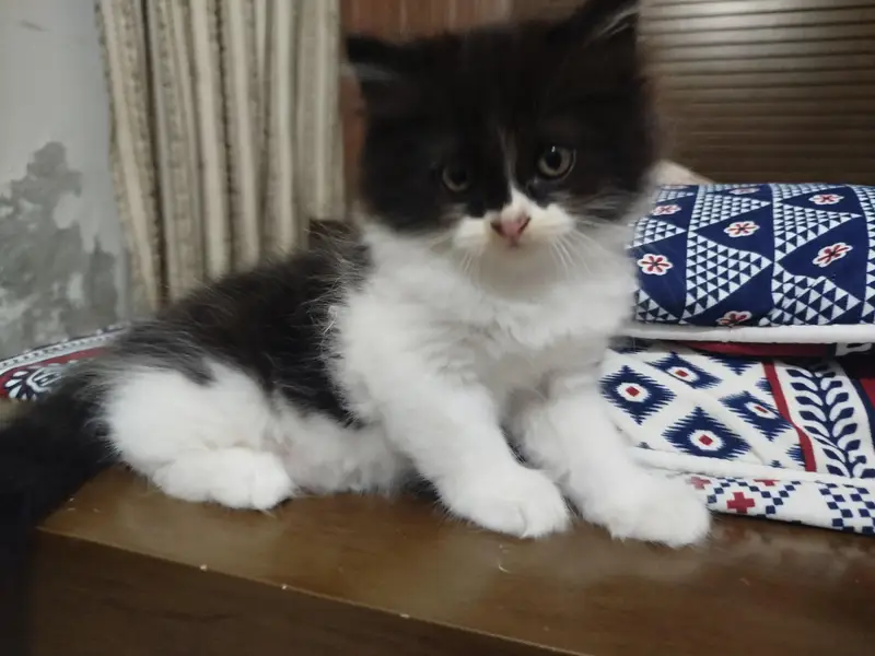 Black n white beautiful Persian kittens for sale — photo 2