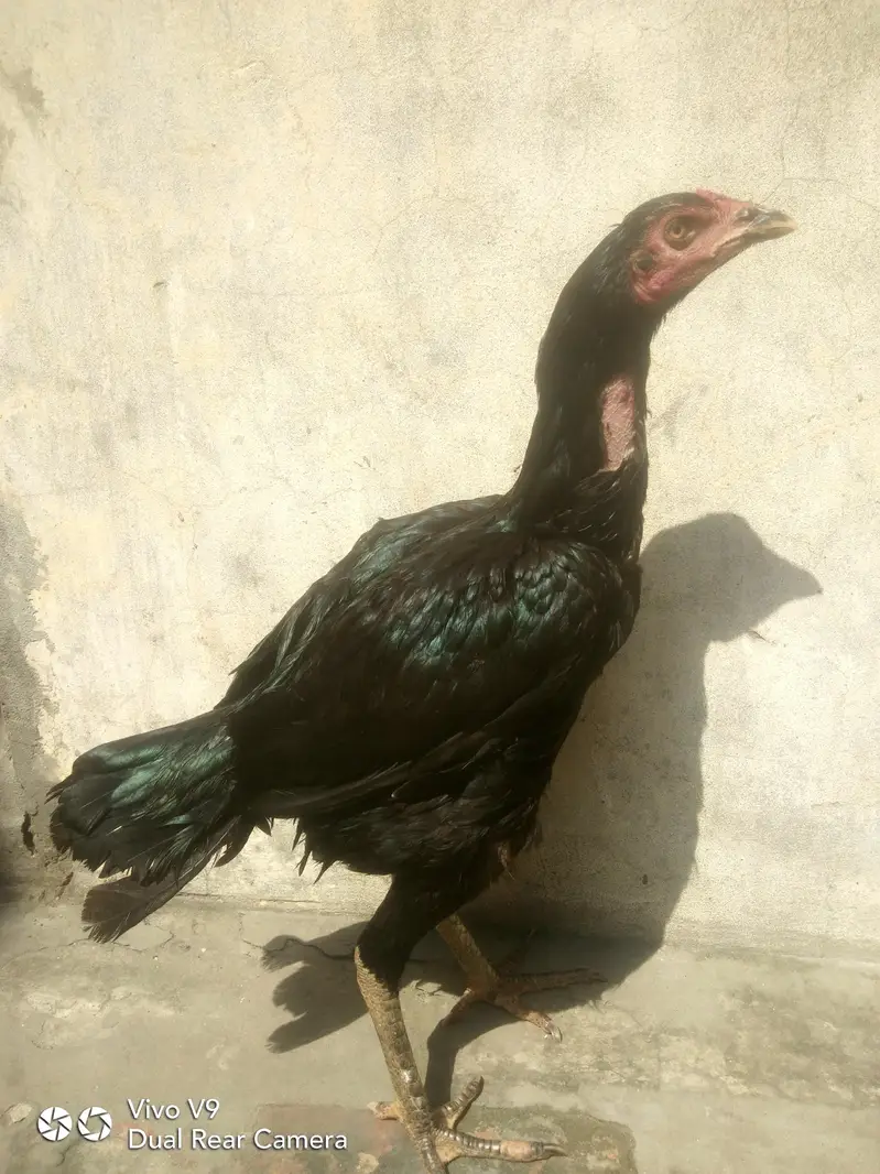 Aseel Mushki Cross Madi long Height — photo 3