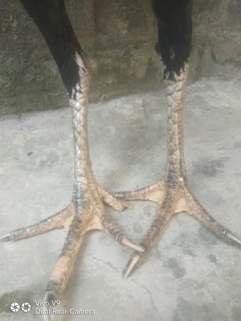 Aseel Mushki Cross Madi long Height — photo 4
