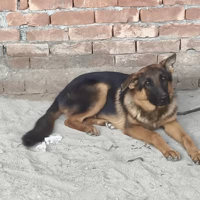 German shepherds