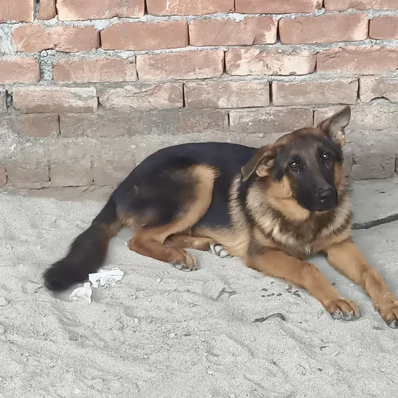 German shepherds