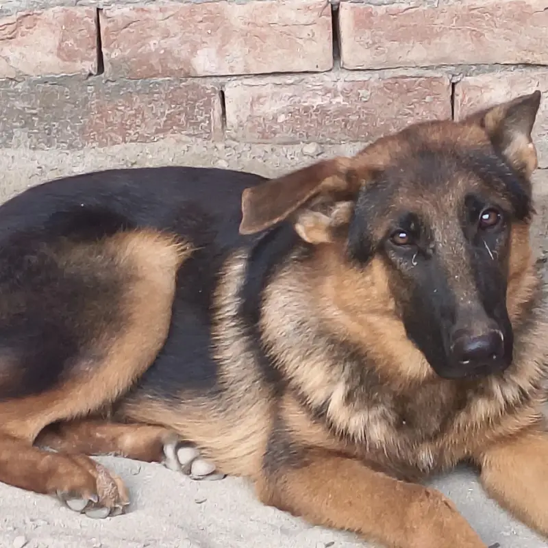 German shepherds — photo 2