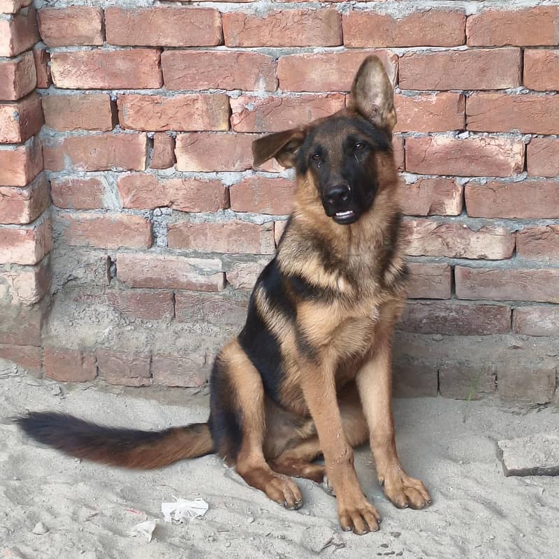 German shepherds 2