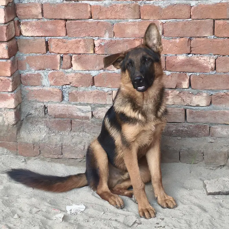 German shepherds — photo 3