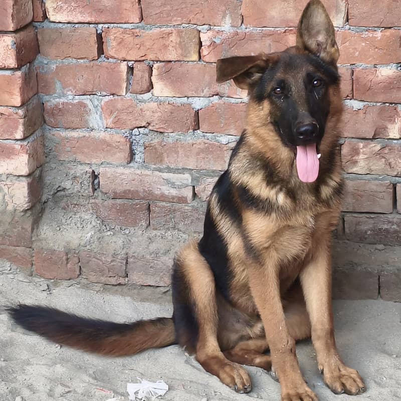 German shepherds 3
