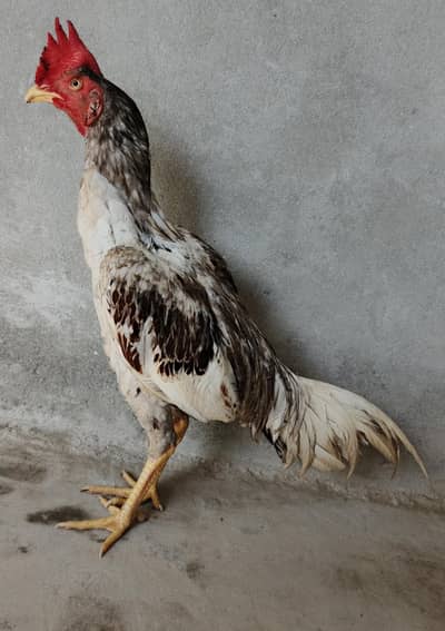 Aseel Salyta Bengum patha. .
