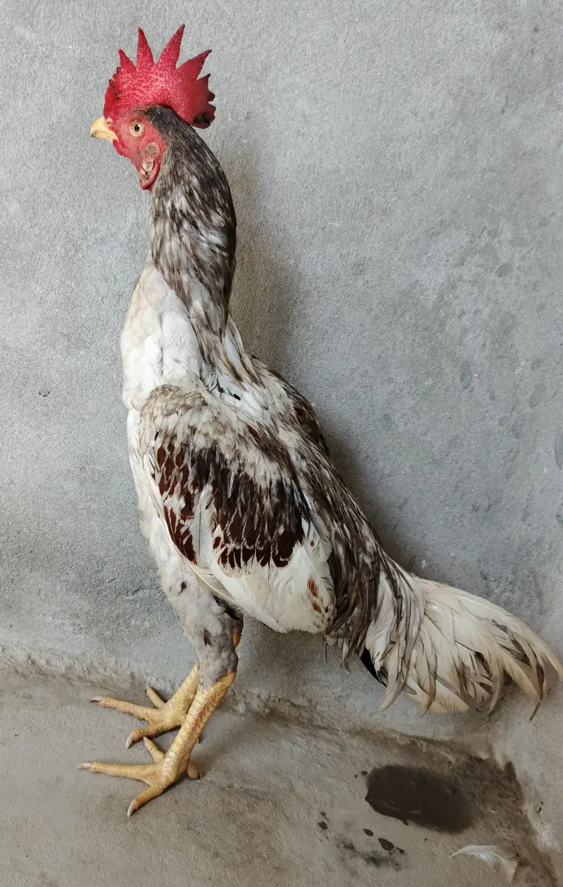 Aseel Salyta Bengum patha. . — photo 5