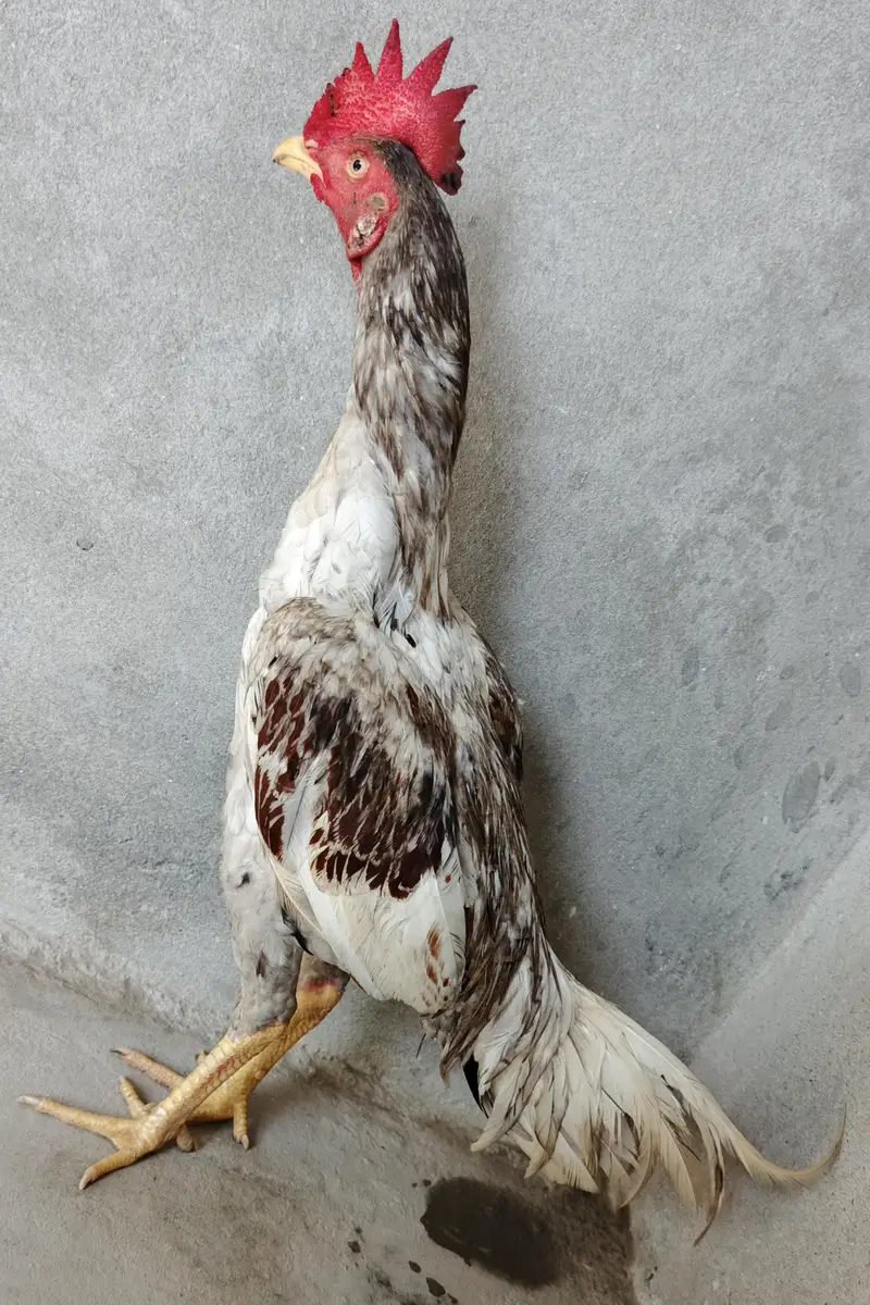 Aseel Salyta Bengum patha. . — photo 6
