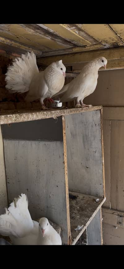 White beautiful pigeons