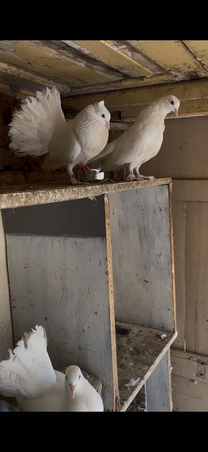 White beautiful pigeons
